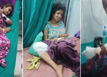 जङ्गली बँदेलको आक्रमणबाट कञ्चनपुरमा ५ जना घाइते