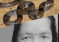 बिषालु सर्पको टोकाइबाट बेलडाँडीकी एक महिलाको मृत्यु