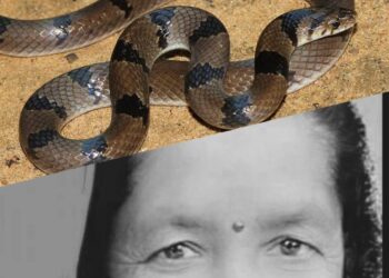 बिषालु सर्पको टोकाइबाट बेलडाँडीकी एक महिलाको मृत्यु