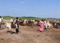 बेलडाँडी गौशालाको अवस्था बेजोग, व्यवस्थापन फितलो