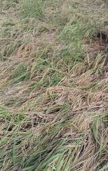 दशैं लगत्तै आएको वर्षाले किसानको बाली नाश