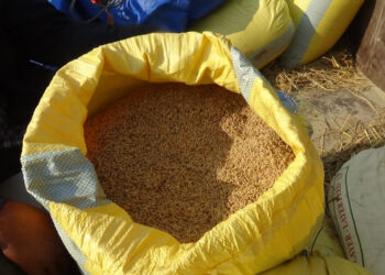 कैलालीमा खाद्यले धान किन्न नमानेको किसानकहरुको गुनासो