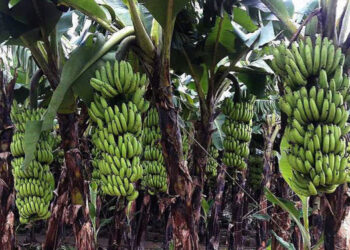 कैलाली र कञ्चनपुरको दुई हजार हेक्टर क्षेत्रफलमा केराखेती विस्तार