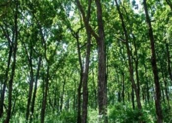 अजयपाल मध्यवर्ती सामुदायिक वनको अध्यक्षमा राना