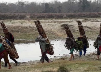 शुक्लाफाँटा निकुञ्जले बेलडाँडी क्षेत्रबाट तीन दिनका लागि खरखडाई खोल्दै