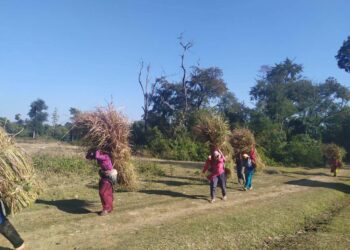 शुक्लाफाँटा राष्ट्रिय निकुञ्जमा माघ ९ गते देखि ११ गते सम्म खरखडाई हुने