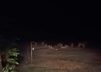 कञ्चनपुरमा जंगली जनावरबाट ‘अन्नबाली जोगाउन रातभरी’ जाग्राम