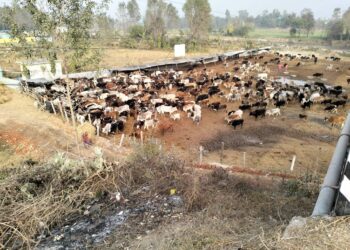 छाडा पशु चौपाया व्यवस्थापन : साढे पाँच वर्षमा चार करोडभन्दा बढी खर्च, समस्या उस्तै