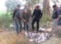 बेलौरी प्रहरीद्धारा ठुलो मात्रामा अवैध माछा बरामद गरी नष्ट