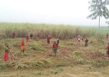 कञ्चनपुरका दुई उखु उद्योगका कारण किसान समृद्ध बन्दै