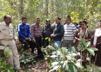 बाघको अाक्रमणबाट पुनर्वासकी एक महिलाको मृत्यु
