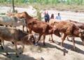 वेदकोटमा चौधर पुल मुनि राखिएका सात सय बढी चौपाया सारिए