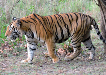  कैलालीमा बाघको आक्रमणबाट एक युबक घाइते