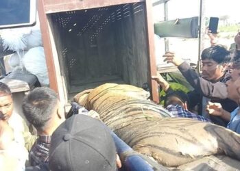 बाईस घण्टापछि बाघ फेला, गंगा पनि मृत फेला