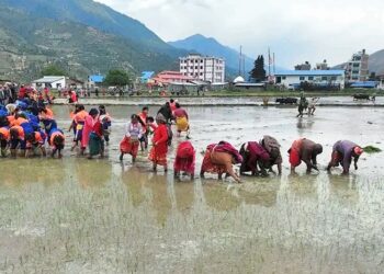 जुम्लामा किसानलाई रोपाइँको चटारो, मार्सी चामलको माग बढ्दै गएपछि खेतीमा आकर्षण
