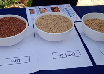 रैथाने बाली उत्पादनमा जुट्यो बझाङको ‘मष्टा गाउँपालीका
