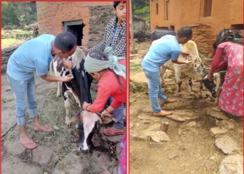 बैतडीको डिलाशैनीमा पशु प्राविधिक खटिदैँ