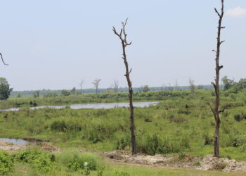 राज्यले बेवास्ता गर्दा कालिकिच ताल घाँसे मैदानमा परिणत हुदै