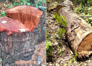 वन फडानी गरेर काठ तस्करी गर्ने कञ्चनपुरका दुई महिलासहित ७ जना पक्राउ