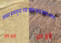 बेमौसमी बर्षाले किसान मारमा, धान र लगाएको तोरीमा नोक्सान
