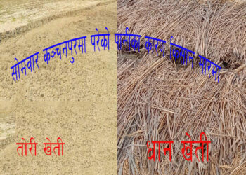 बेमौसमी बर्षाले किसान मारमा, धान र लगाएको तोरीमा नोक्सान