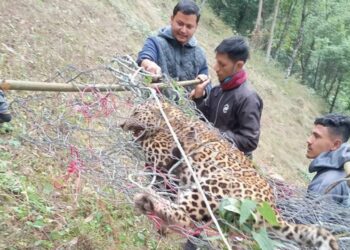 पासोमापरी घाइते भएको चितुवा मर्‍यो