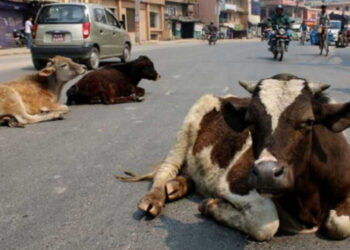 कैलाली कञ्चनपुरमा छाडा चौपाया व्यवस्थापन गर्न ७ करोड