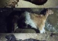 बेलडाँडीमा बुधबार राती एकैगोठमा ३ मारिएका ३ घाइते बाख्रा फेला