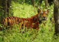 शुक्लाफाँटामा दशक अवधिमा दोब्बर बढिले बाघको संख्या बृद्धि