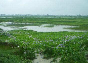 आज विश्व वातावरण दिवस विभिन्न कार्यक्रम गरी मनाइँदै