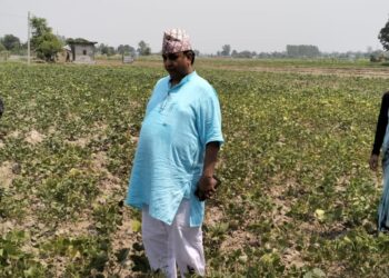 कृष्णपुर ग्रमिण भेगका किसान व्यवसायिक तरकारी, चैतेधान र मुङ खेतीतर्फ आकर्षिक