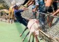 कर्णालीको पुलबाट खच्चड बचाउने ईप्रका कालेकाँडाका इन्चार्ज फराल सहित दुई प्रहरी पुरस्कृत