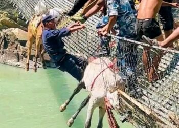 कर्णालीको पुलबाट खच्चड बचाउने ईप्रका कालेकाँडाका इन्चार्ज फराल सहित दुई प्रहरी पुरस्कृत