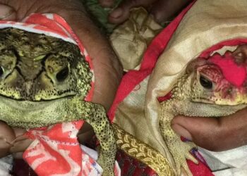 अत्याधिक गर्मीले याकुल-ब्याकुल हुदा समेत पानी नपरेपछि कैलालीको धनगढीमा भ्यागुताको बिहे