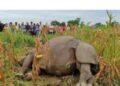 करेन्ट लगाएर गैंडा मारेको आरोपमा २ जना लाई पक्राउ