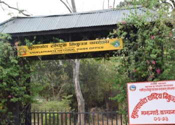 शुक्लाफाँटा निकुञ्जले दुलर्भ सुनौलो तोपको चराको गणना गर्दै
