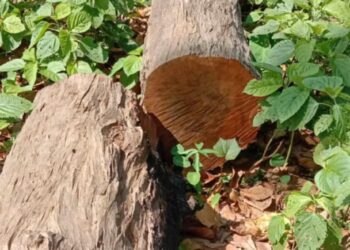 अवैध रुपमा रैकवारविचुवा स्वास्थ्य चौकीमा रुख कटानी
