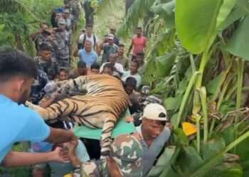 हिराको ज्यान लिने बाघलाई शुक्रबार बिहान नियन्त्रण लिईयो