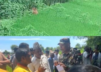 हिजो देखि बस्ती पसेको बाघले एकजना महिलाको ज्यान लियो