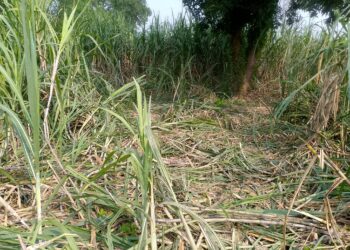 हात्तीको बथानले लालझाडीका किसानको बिघौं उखुबाली नाश