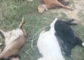 लालझाडीमा दिउँसै हात्तीको बथानले बाख्रा कुल्चि मार्यो