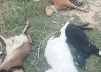लालझाडीमा दिउँसै हात्तीको बथानले बाख्रा कुल्चि मार्यो