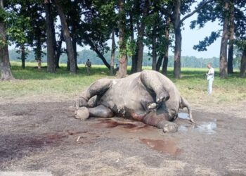 पडाउ जंगलमा गर्भवर्ती हात्ती मृत फेला