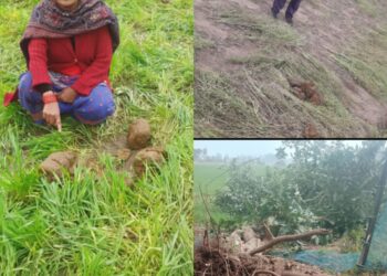 हात्तीले कञ्चनपुर पुनर्वास ९ सिताबस्तिमा फेरि नोक्सान गर्यो