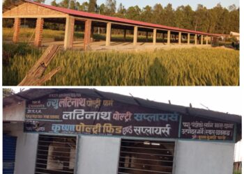 बेदकोटमा निर्माणाधिन जलबायु प्रबिधिमा आधारित कुखुरा पालन फर्मको अनुगमन