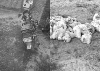 झिलमिला बीओपीद्वारा अवैध बोइलर कुखुरा र मोटरसाइकल बरामद (भिडियो सहित)