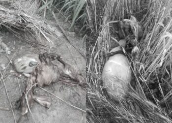 बेलडाँडीमा चितुवा आतंक : बाख्रापालक किसानलाई कठिनाइ, सरकारको ध्यानाकर्षण आवश्यक