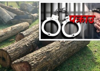 सामुदायिक वनका साल तस्करीको पर्दाफास : बेताल सःमिलबाट अवैध गोलिया बरामद