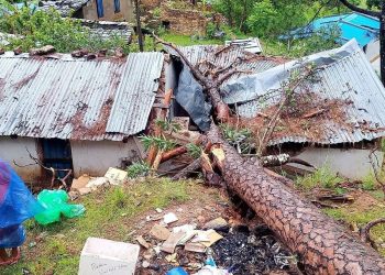 सल्लाको रुखले भत्कायो स्वास्थ्यचौकी प्रयोगशाला सेवा ठप्प, लाखौंको क्षति
