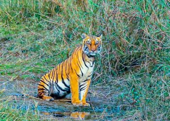 बेलडाँडीमा दिउँसो पाटेबाघको आतङ्क, गाईको बाच्छो लगेर खायो
